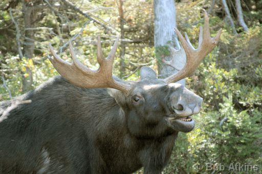 CRW_0099 (1).JPG   -   Bull Moose, Sandy Stream Pond, Baxter State Park, Maine